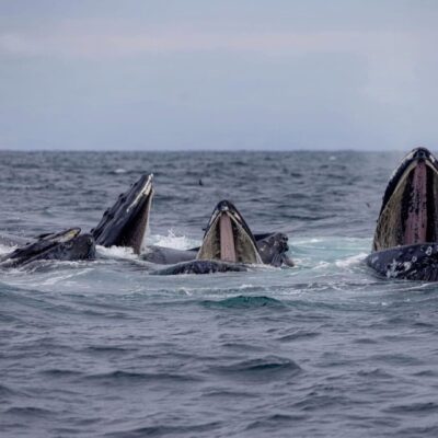Four humpback whales with their mouths open in the ocean.