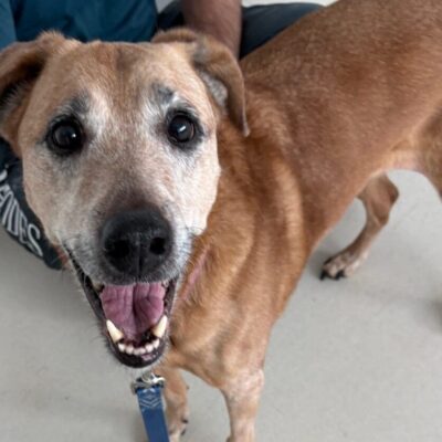 Happy brown dog looking up with mouth open.