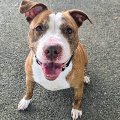Happy brown and white dog sitting on pavement, looking up.