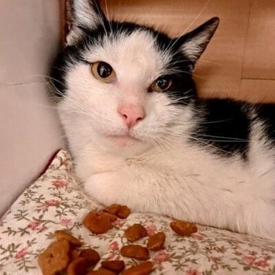 A black and white cat laying in a box with food.