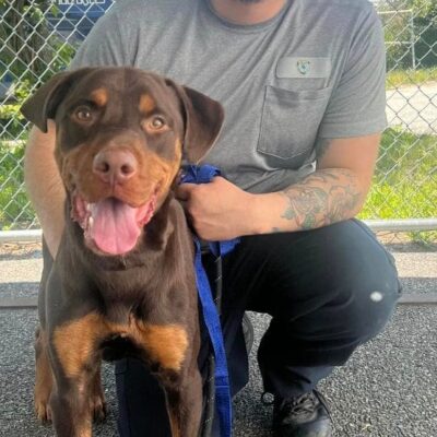 A man crouching down next to a rottweiler dog.