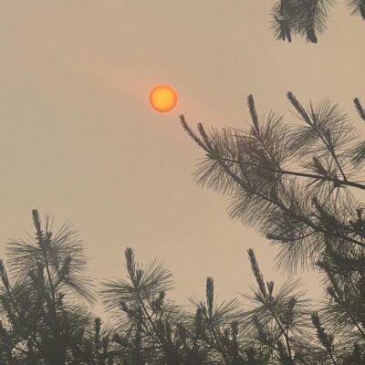 The sun shines through a forest of pine trees.