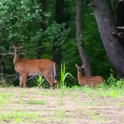 Two deer standing in a field next to trees.