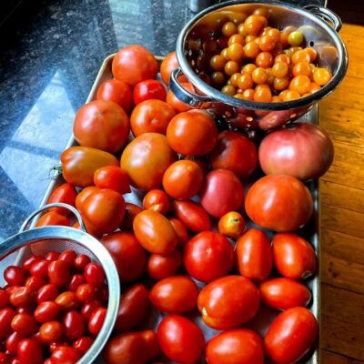 URI 4th of July Tomato