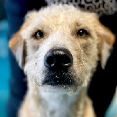 Scruffy dog with curious expression.