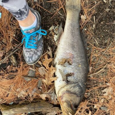 A person standing next to a dead fish.