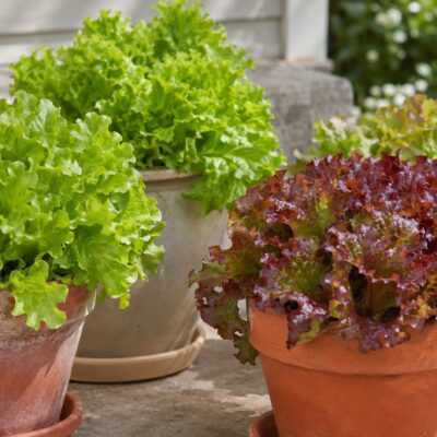 Green and red leaf lettuce growing in flowerpots on outdoor steps