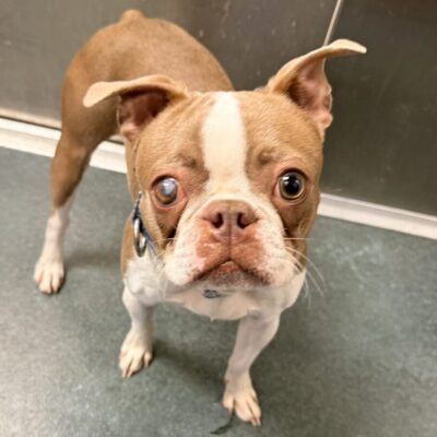 A small brown and white dog with big eyes looking up.