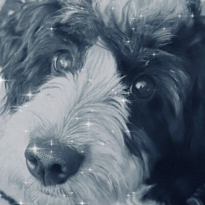 A black and white photo of a dog.