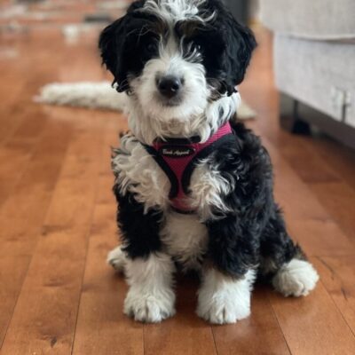 A black and white puppy sitting on a hardwood floor.