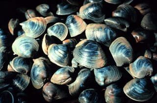 A pile of clams on a dark table.