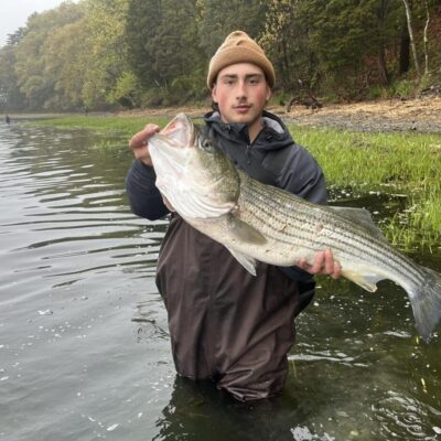 A man holding a large striped bass in the water.
