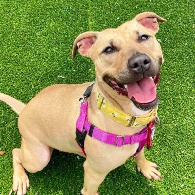 Happy tan dog wearing a pink harness sitting on grass.