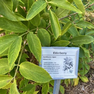 A blueberry plant with a descriptive label in a garden setting.