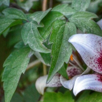Close-up of a white lily with green leaves in the background.