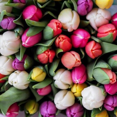 Colorful tulips bouquet with green leaves.