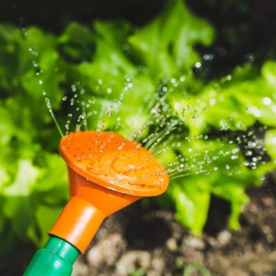 A person is watering a garden with an orange hose.
