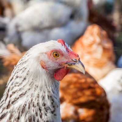 A group of chickens are standing in a pen.