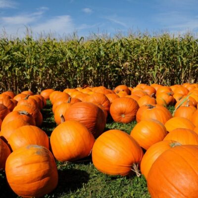 pumpkin patch