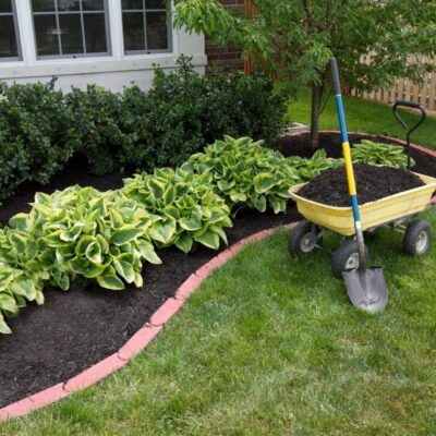 A garden bed with hostas, mulch, and gardening tools on grass.