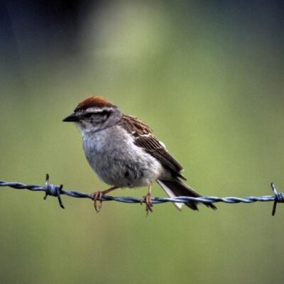 Small bird perched on barbed wire.