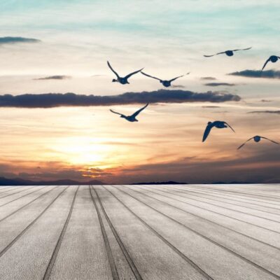 Seagulls flying over a wooden floor at sunset.