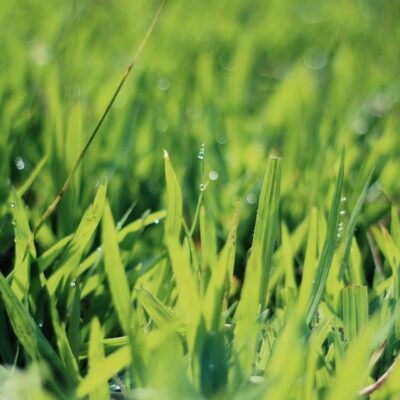 Close-up of vibrant green grass blades in sunlight.
