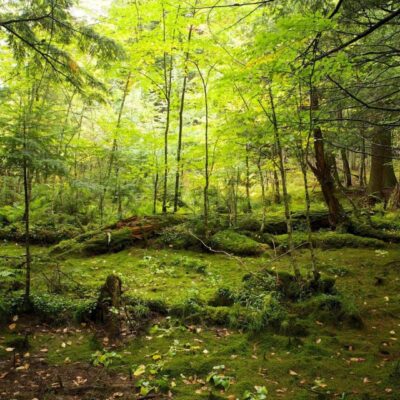 A lush green forest with sunlight filtering through tall trees.