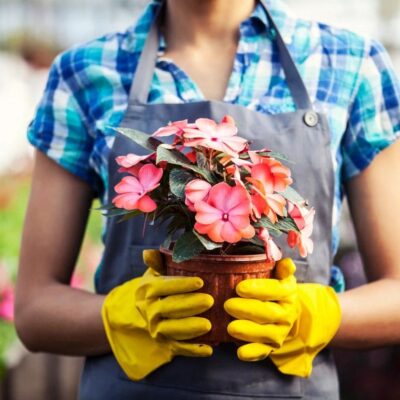 Gardener holding potted pink flowers.
