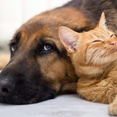 A dog and a cat laying next to each other.