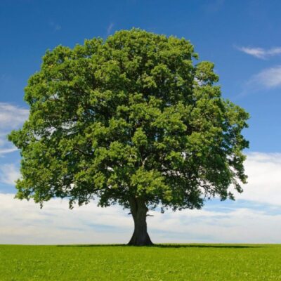 A lone tree on a green field with a blue sky.