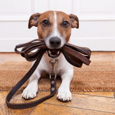 Dog holding leash, ready for walk.