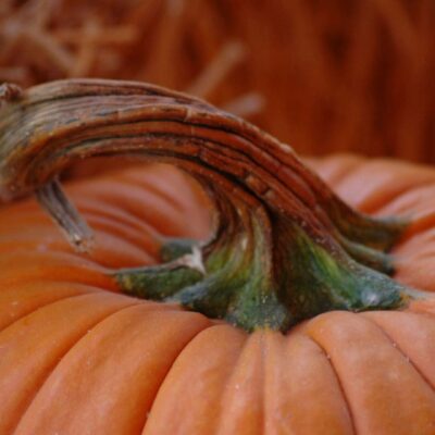 Close-up of pumpkin stem and skin.