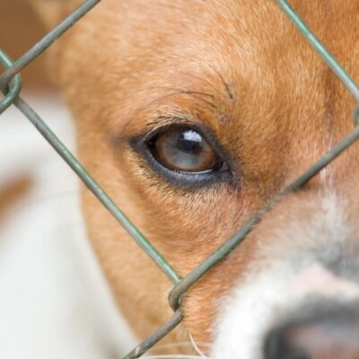 Dog behind a chain-link fence close-up.