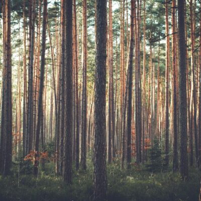A forest with tall trees in the background.