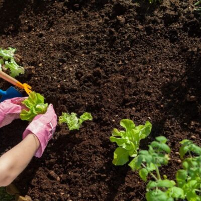Person planting lettuce in garden.