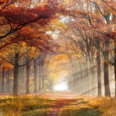 Rays of light shine through the trees in an autumn forest.