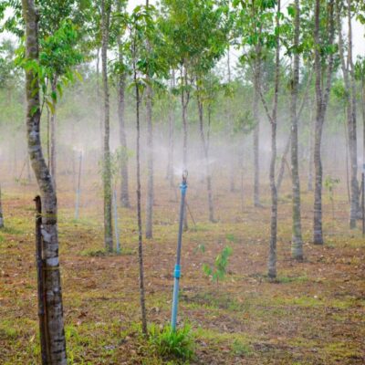 tree farm