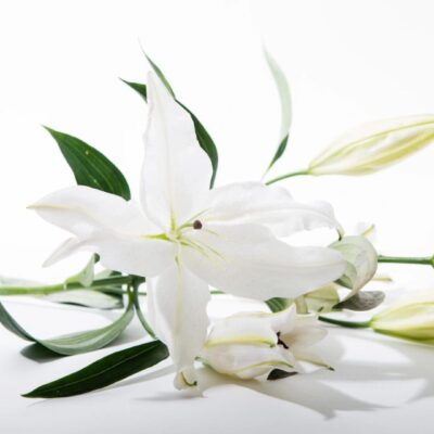 Elegant white lilies in bloom.