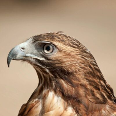 A close up of a red tailed hawk.