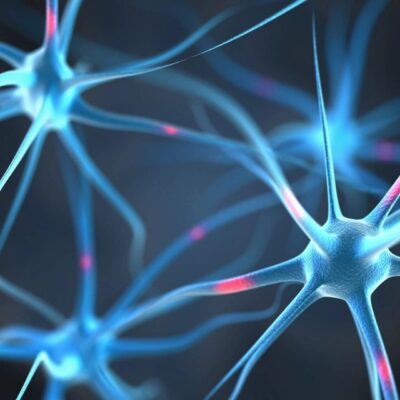 A close up of neurons in the body