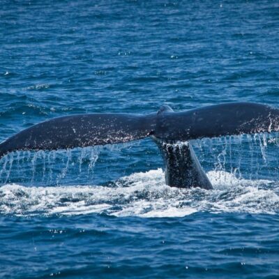 Whale tail splashing in ocean.
