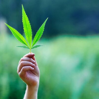 A person's hand holding up a marijuana leaf.