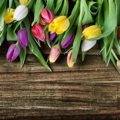 Colorful tulips on a wooden background.