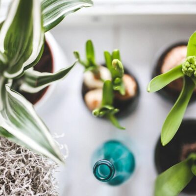 Top view of a variety of small potted plants on a white surface.