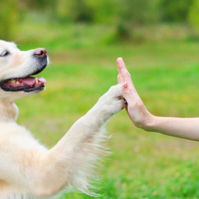 A person giving a dog a high five.