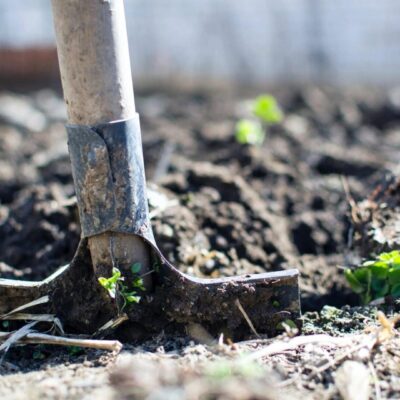 Shovel digging into soil with green sprouts.