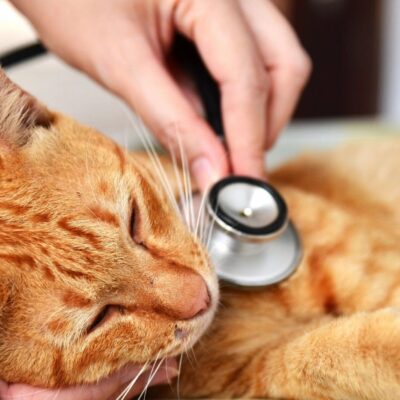 An orange cat being examined with a stethoscope.