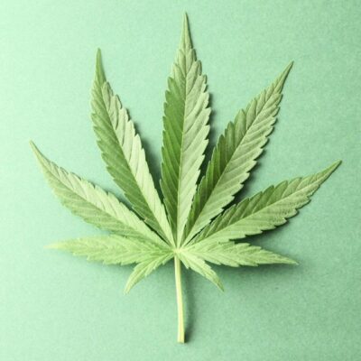 A marijuana leaf on a green background.