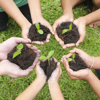 Children's hands holding young seedlings.